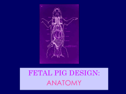FETAL PIG DESIGN: ANATOMY