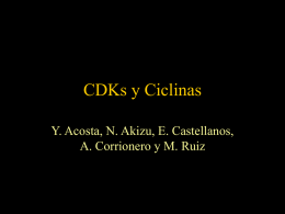CDKs y Ciclinas Y. Acosta, N. Akizu, E. Castellanos,