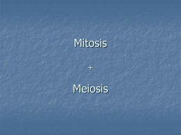 Mitosis Meiosis +