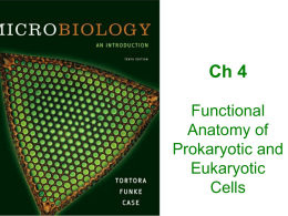 Ch 4 Functional Anatomy of Prokaryotic and