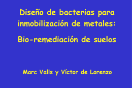 Diseño de bacterias para inmobilización de metales: Bio-remediación de suelos