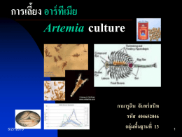 การเลี้ยง อาร์ทีเมีย Artemia culture