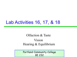 Lab Activities 16, 17, &amp; 18 Olfaction &amp; Taste Vision Hearing &amp; Equilibrium