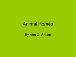 Animal Homes By Ann O. Squire