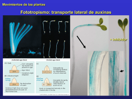 Fototropismo: transporte lateral de auxinas Movimientos de las plantas + inhibidor