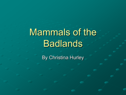 Mammals of the Badlands By Christina Hurley