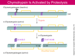Chymotrypsin Is Activated by Proteolysis