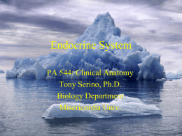 Endocrine System PA 544: Clinical Anatomy Tony Serino, Ph.D. Biology Department