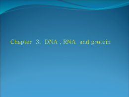 chapter 3 DNA