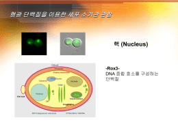 형광 단백질을 이용한 세포 소기관 관찰 핵 (Nucleus)