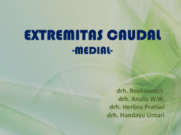 EXTREMITAS CAUDALmed2012