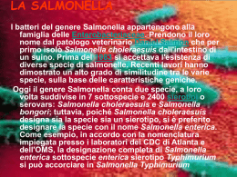 salmonella.ppt