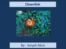 Clownfish Project