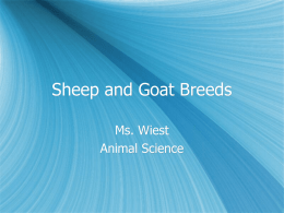 Sheep and Goat breeds.ppt
