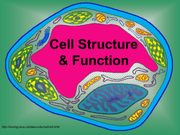Cell Theory, Levels of Organization ppt Notes