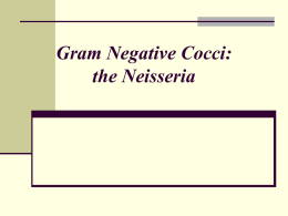 #10 Gram Negative Cocci: The Neisseria