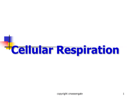 cellular respiration ppt