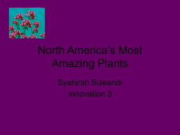 north americas most amazing plants syahirah innovation 3