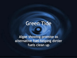 algae.ppt