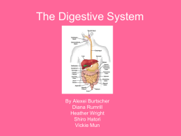 The Digestive System.ppt