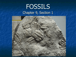 p p t fossils 91897