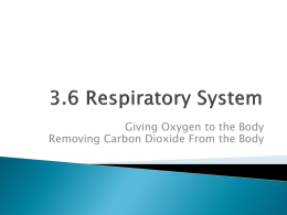 3.6 The Respiratory System.pptx