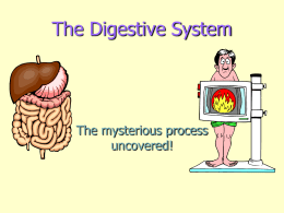 3.3 The Digestive System.pptx