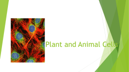2.1 Plant and Animal Cells.pptx