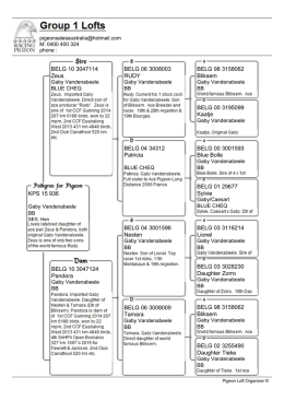 Pedigree - pigeon sales