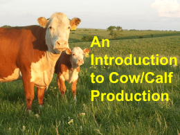 Cow Calf Intro Aug 2013.ppt