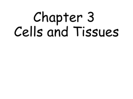 Survey of A P/Chp 3 cells and tissues notes.ppt