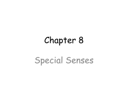 Survey of A P/Chapter 8 Special senses.ppt