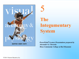 Chapter 5 Integumentary system.ppt