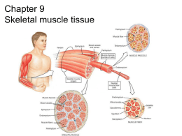 Chp 9 skeletal muscle notes.ppt