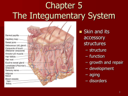 Chapter 5 notes- Integumentary System