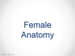 03-Female Anatomy