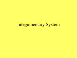 Integumentary System PPT