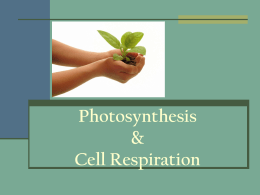 Photosynthesis-Cell Respiration