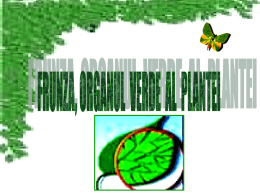frunza organul verde al plantei