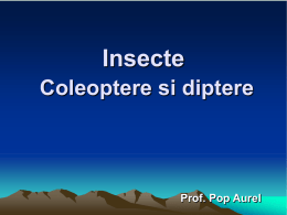 lectie 16 insecte. coleoptere si diptere.