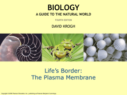 /cbidot/Biology 1005 Lectures/The Plasma Membrane.ppt