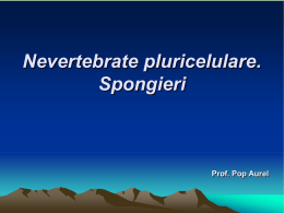 lectie 11 nevertebrate pluricelulare. spongieri.
