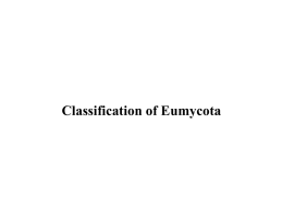 Lecture12, Classification of Eumycota