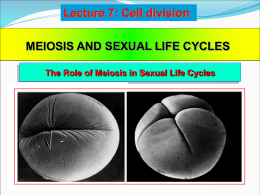 lecture_7_cell_division-2.ppt