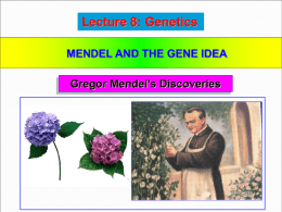 lecture_8_mendel-1.ppt