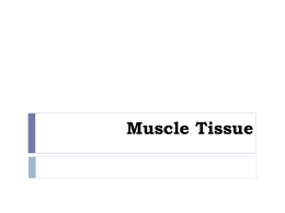 Muscle tissue 5-5-1413.ppt