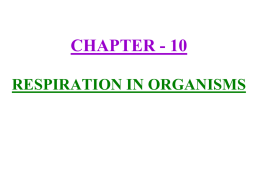 10respirationinorganisms