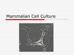 mammalian cell culture