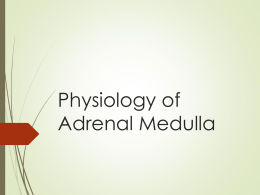 11-Adrenal Medulla.ppt