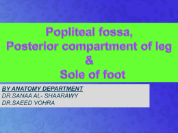 17- Popliteal Fossa & Post comp of leg.ppt